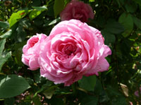 Gertrude Jekyll.jpg_s.jpg